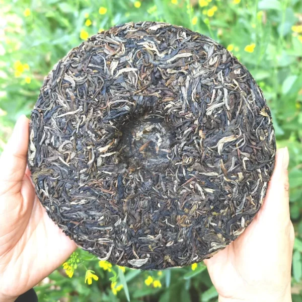 2023 "Bing Dao" Ancient Tree Raw Pu Erh Tea Cake(357g)